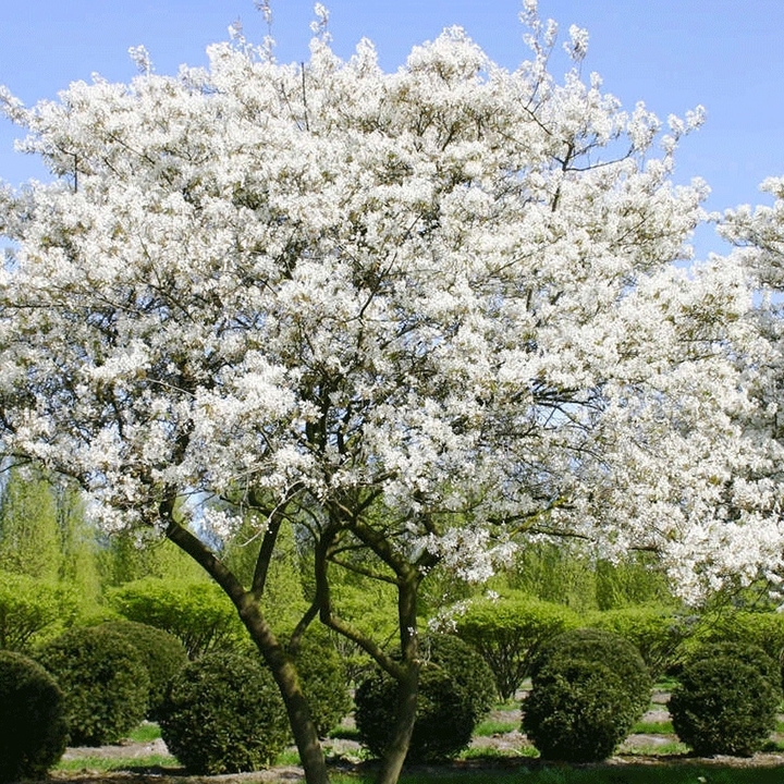 Haagplanten voor beschutting in de tuin Haagplanten voor beschutting in de tuin