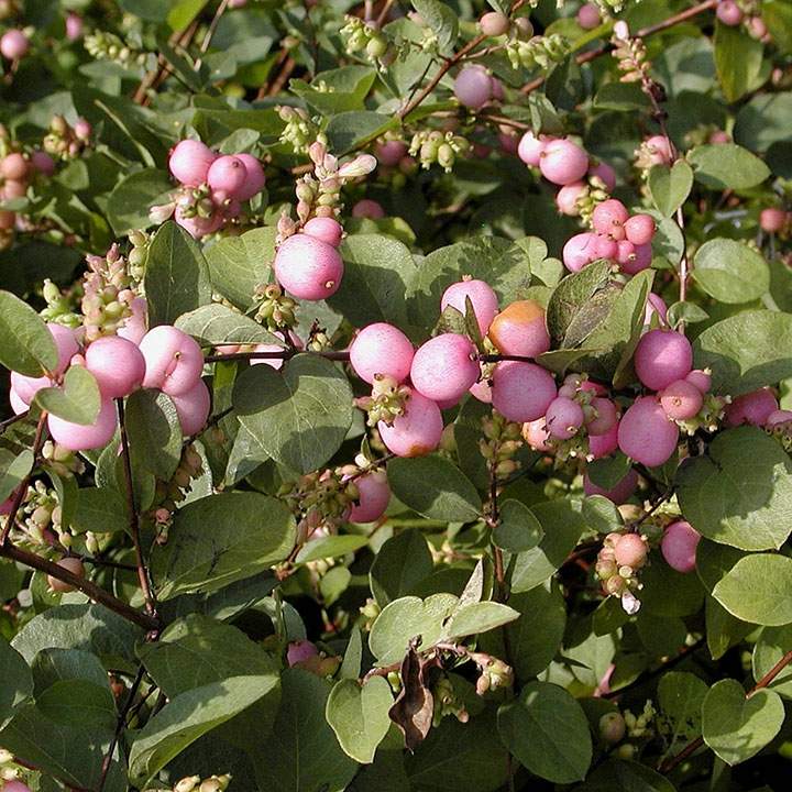 Haagplanten voor borders Haagplanten voor borders