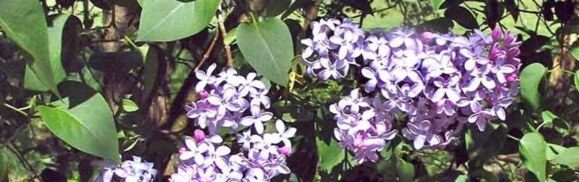 Haagplanten borders