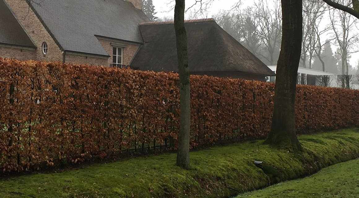 aagplanten herfstsfeer