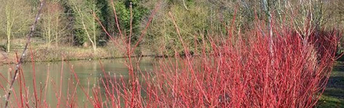 Haagplanten voor kleigrond online Haagplanten voor kleigrond online