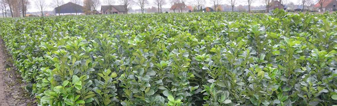 Haagplanten voor kleine tuinen online bestellen Haagplanten voor kleine tuinen online bestellen