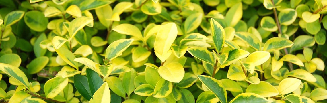 Haagplanten voor landelijke tuin online bestellen Haagplanten voor landelijke tuin online bestellen