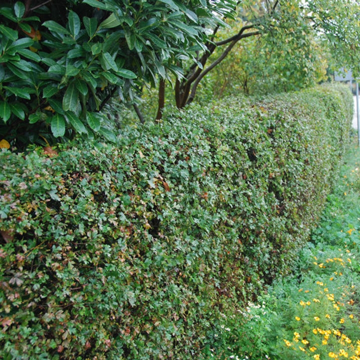 Haagplanten voor natuurlijke tuinen Haagplanten voor natuurlijke tuinen