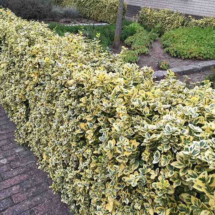 Haagplanten voor privacy in de tuin
