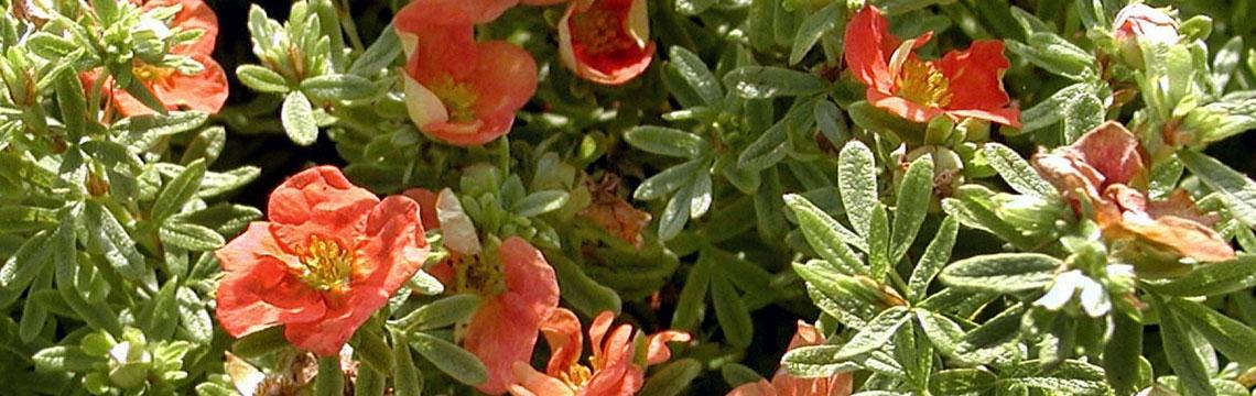 Haagplanten voor een rijtjeshuis bestellen Haagplanten voor een rijtjeshuis bestellen