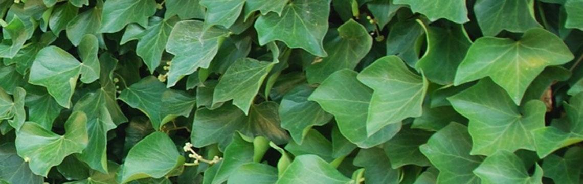Haagplanten voor kleine tuin