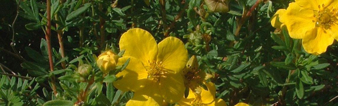 Haagplanten voor de voortuin bestellen Haagplanten voor de voortuin bestellen
