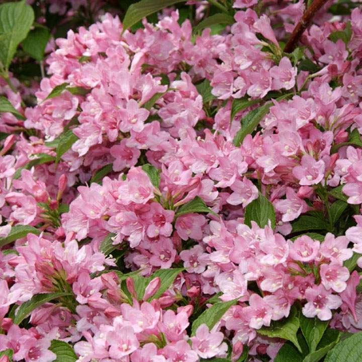 Haagplanten voor de voortuin online bestellen Haagplanten voor de voortuin online bestellen