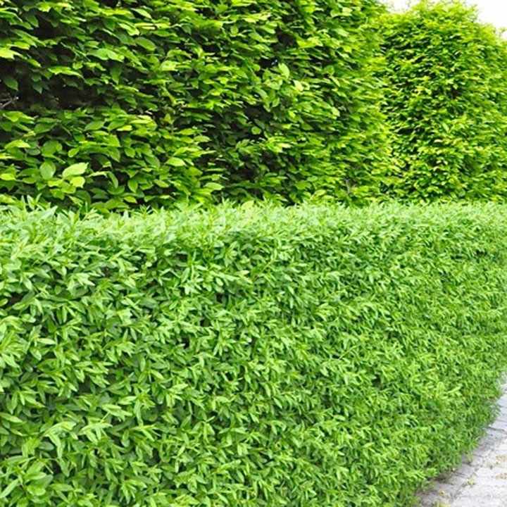 Haagplanten voor zandgrond in de tuin Haagplanten voor zandgrond in de tuin