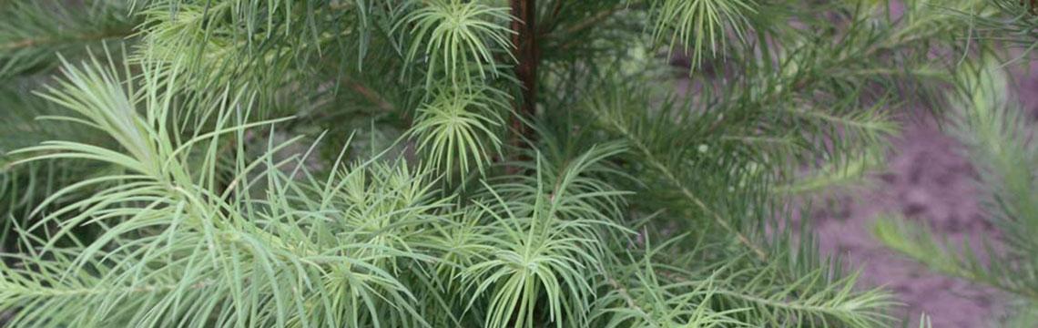 Haagplanten voor zandgrond kopen Haagplanten voor zandgrond kopen