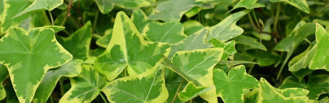 hedera bodembedekker