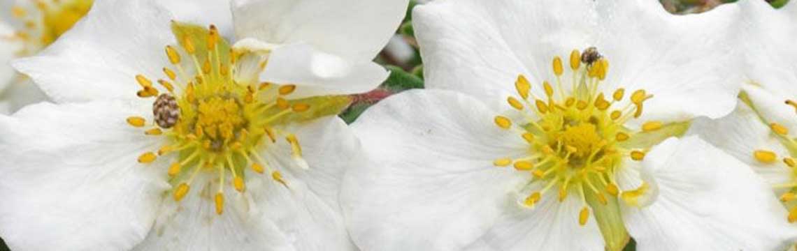 heesterganzerik insecten