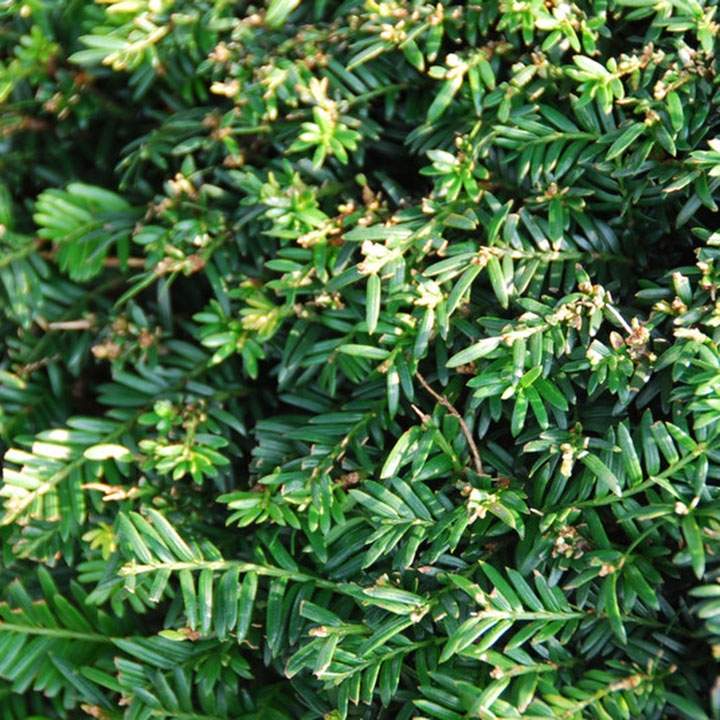 Hoe plant ik mijn taxushaag? Hoe plant ik mijn taxushaag?