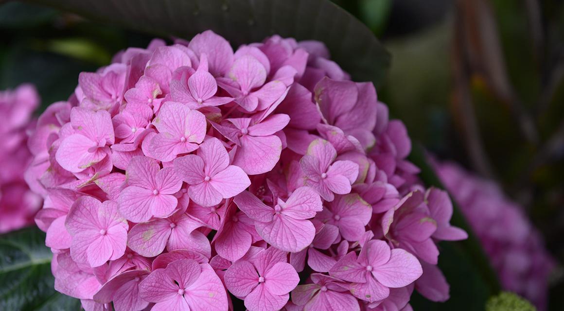 Hortensia aanplanten tuin