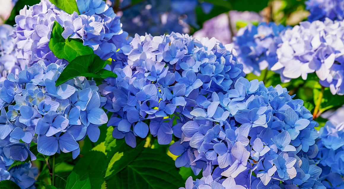 hortensia plant