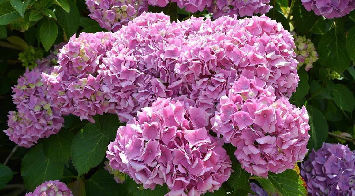 Hortensia veelzijdige plant