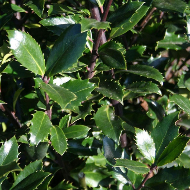 hulst 'Heckenpracht'