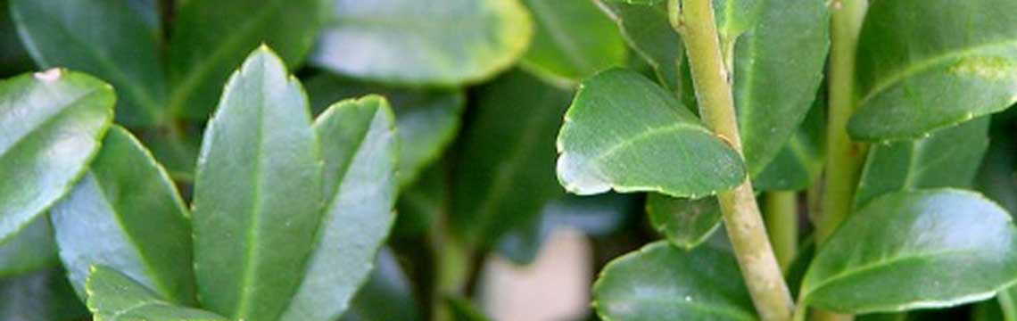Ilex crenata Japanse hulst