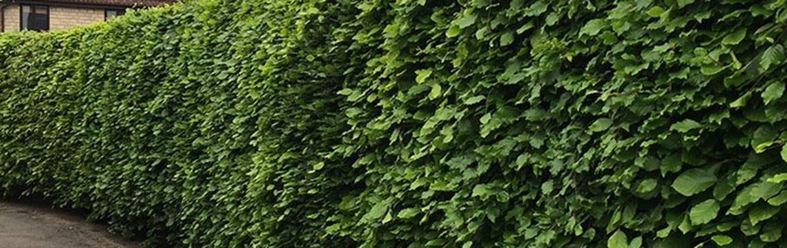 Inheemse haagplanten