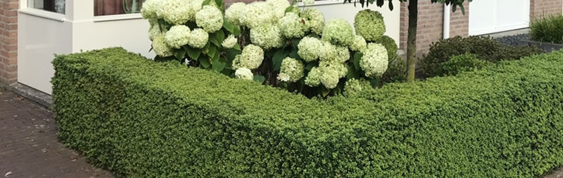 Japanse hulst als buxusvervanger
