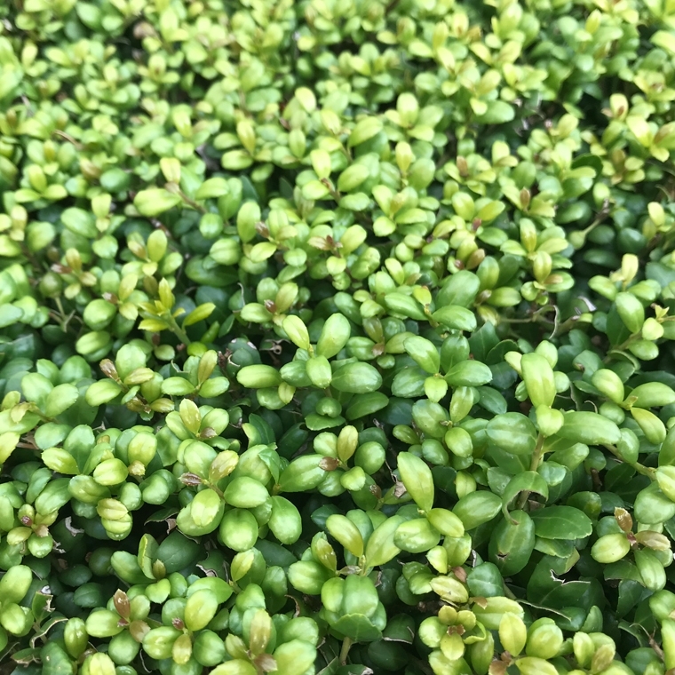 Japanse hulst 'Convexa'