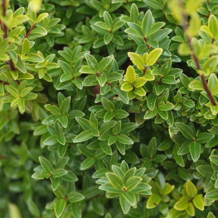 Japanse hulst 'Kanehirae'
