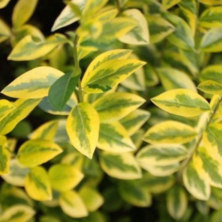 De juiste plant kiezen De juiste plant kiezen
