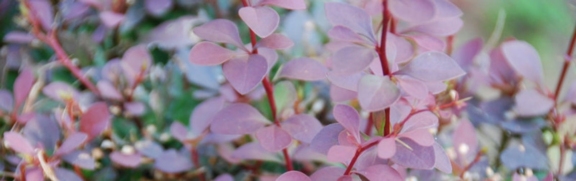 De juiste plant kiezen met Tuinplanten.nl De juiste plant kiezen met Tuinplanten.nl