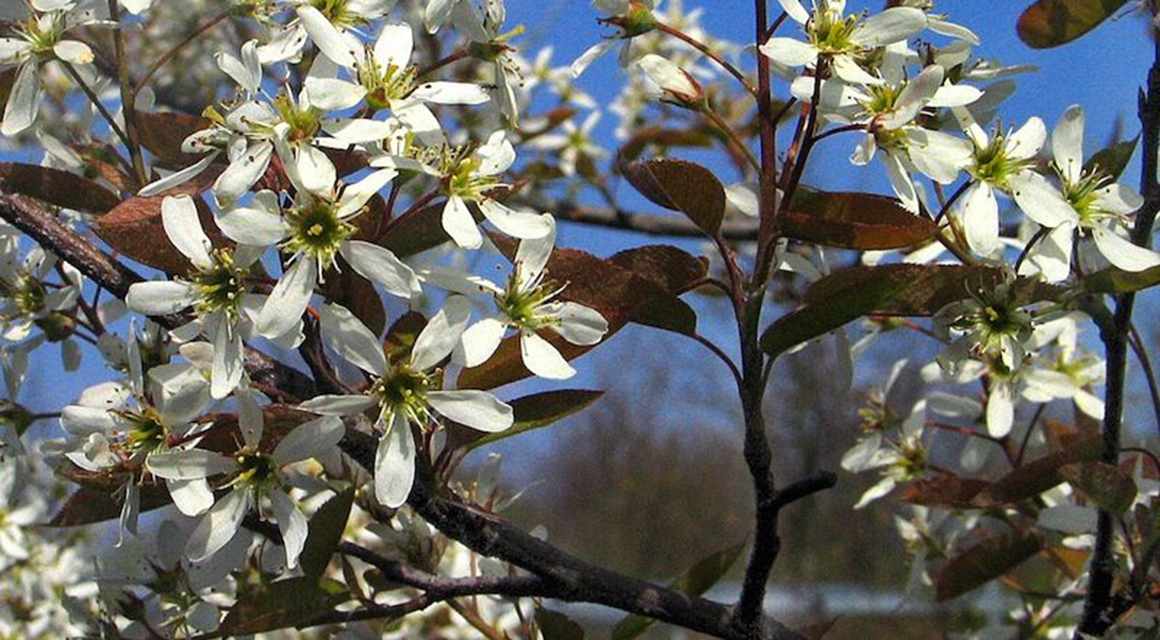 krentenboompje tuin