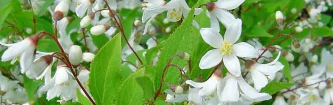 Lage haagplanten kopen op Tuinplanten.nl
