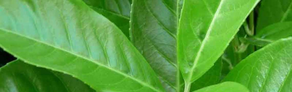 Laurierstruiken laurierstruiken tuin