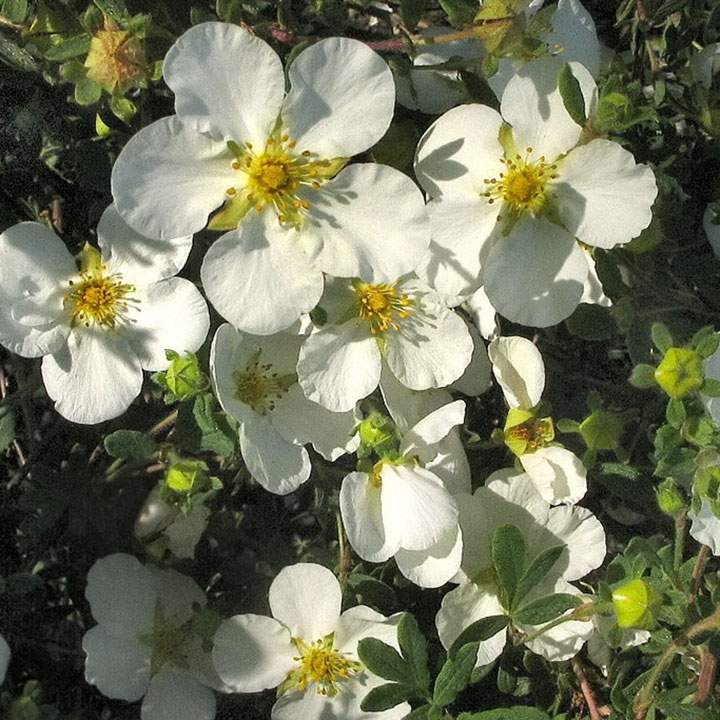Makkelijke bloeiende haagplanten Makkelijke bloeiende haagplanten