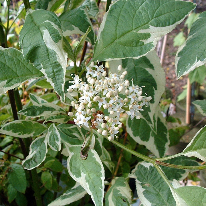 Makkelijke wintergroene haagplanten Makkelijke wintergroene haagplanten