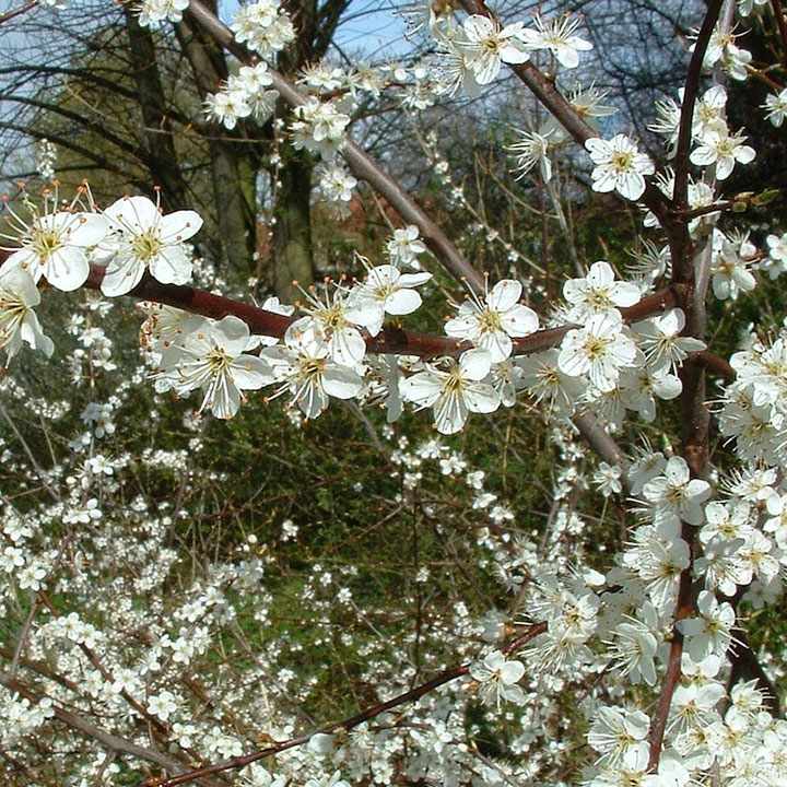 Onderhoudsarme natuurlijke tuinen Onderhoudsarme natuurlijke tuinen