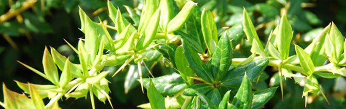 Online haagplanten kopen