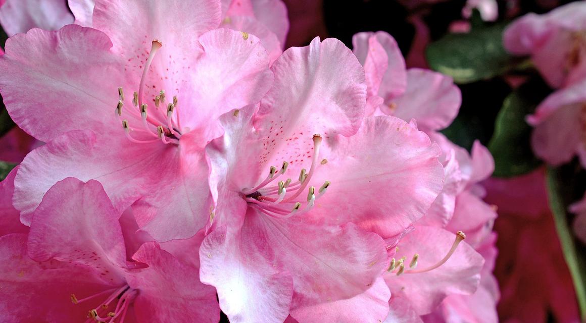 Rhododendron wintergroen kleurrijk