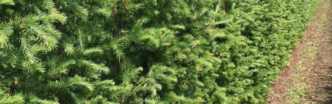 Coniferenhaag planten en snoeien