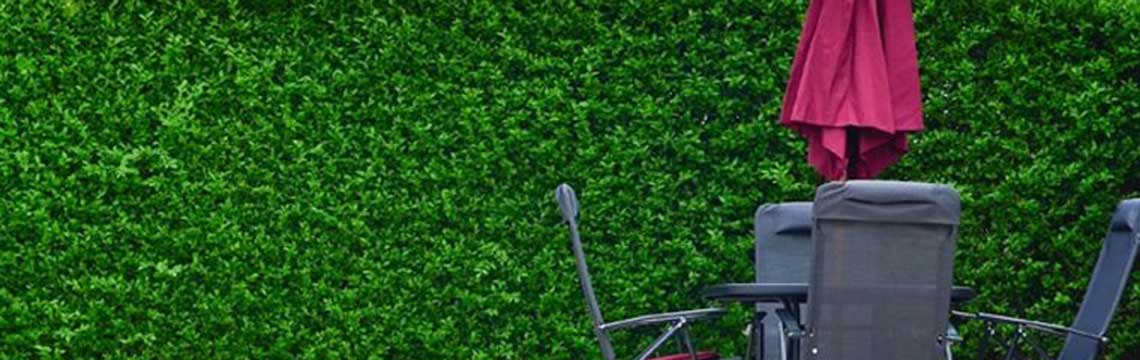  soorten haagplanten liguster