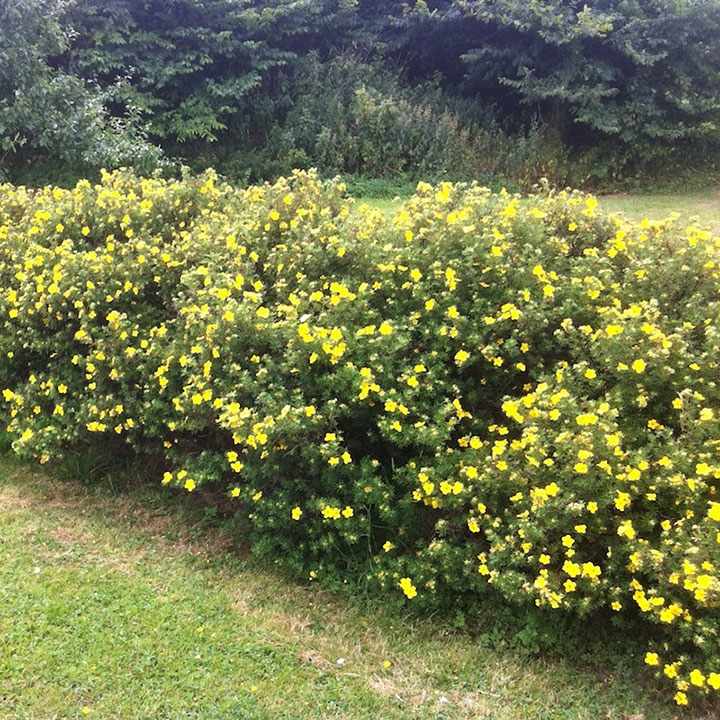 Soorten lage haagplanten