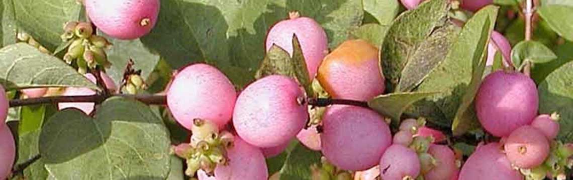 soorten lage haagplanten