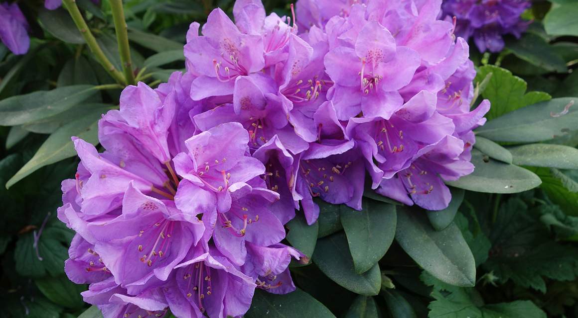 verschillende soorten rhododendron