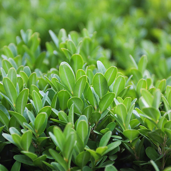 Soorten tuinplanten in de webshop Soorten tuinplanten in de webshop