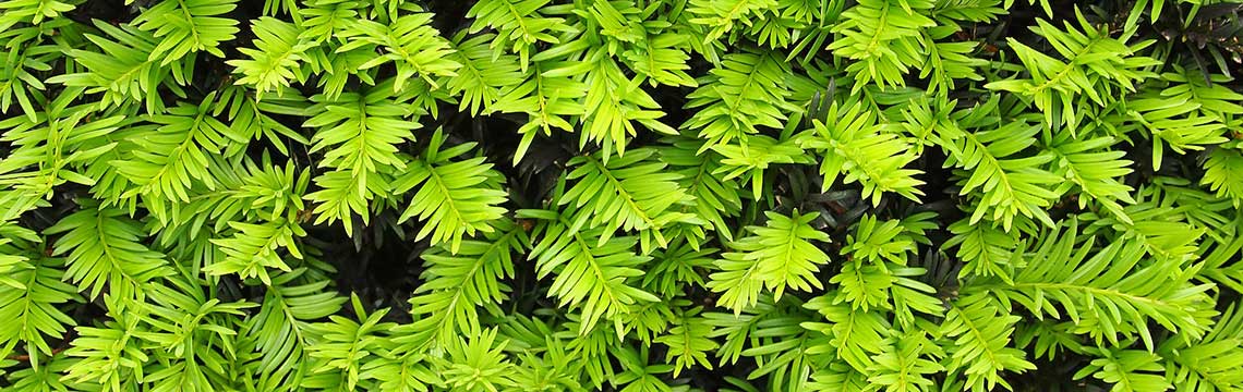 Taxus buxusvervanger