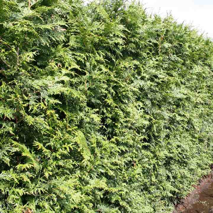 Thuja door het jaar heen Thuja door het jaar heen