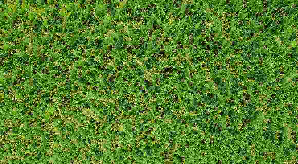 thuja onderhouden aanplant