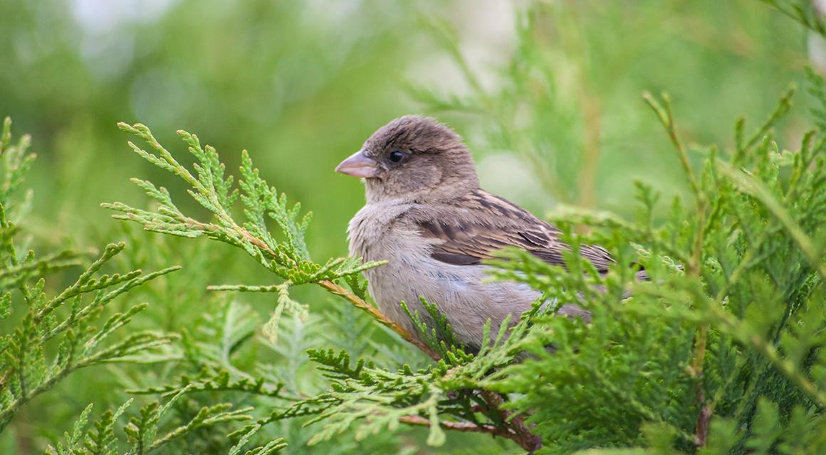 thuja planten bestel levensboom