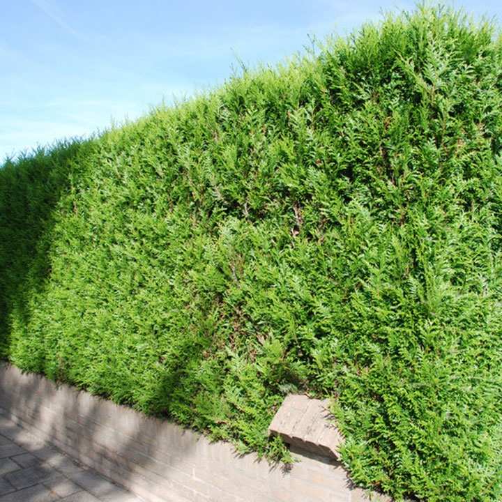 Thuja planten: de voorbereiding Thuja planten: de voorbereiding