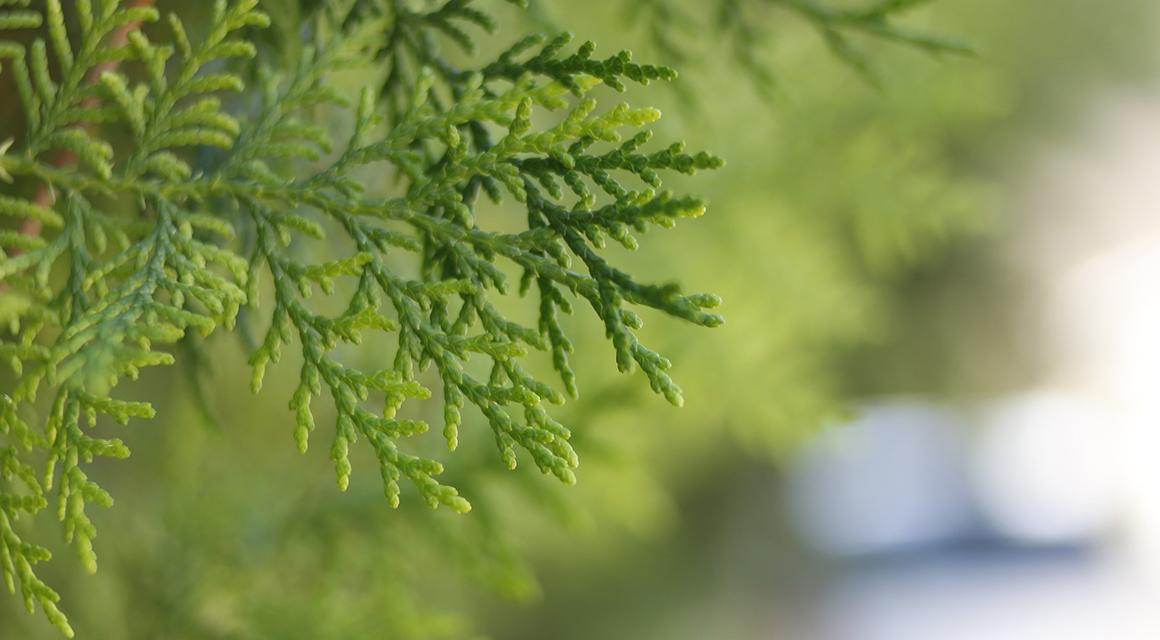 thuja planten
