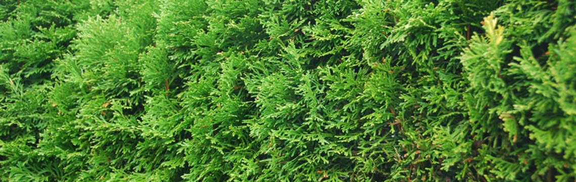 Thuja snoeien en verzorgen